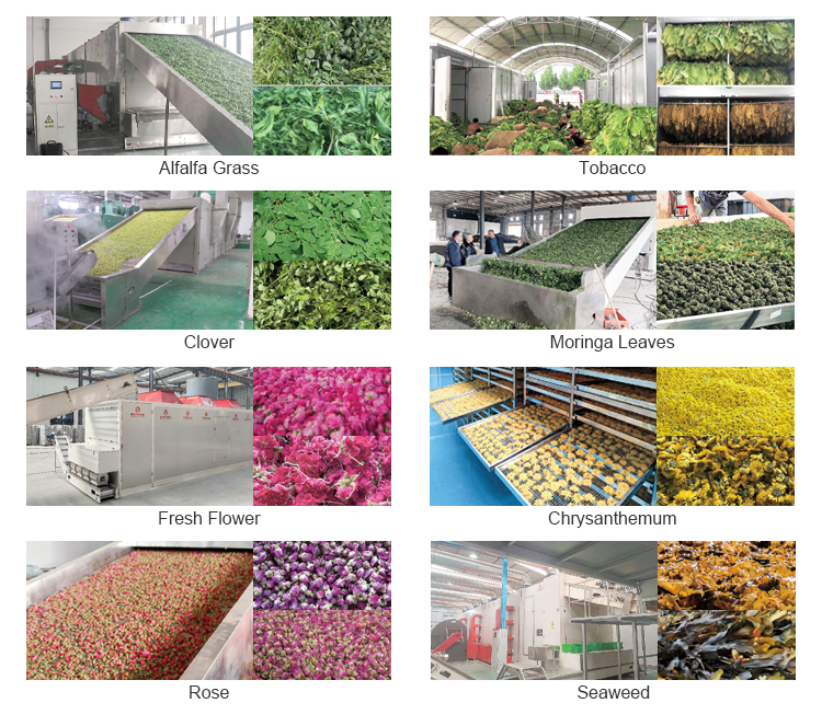 알팔파, 말풀, 모링가 잎, 질경이 건초용 연속 컨베이어 메쉬 벨트 건조기 10