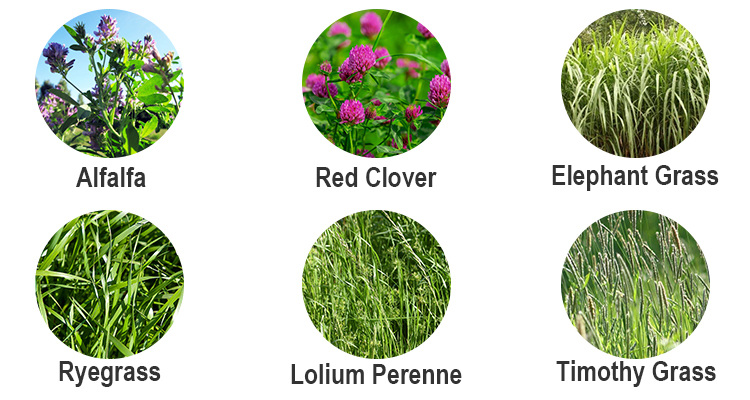 알팔파, 말풀, 모링가 잎, 질경이 건초용 연속 컨베이어 메쉬 벨트 건조기 9