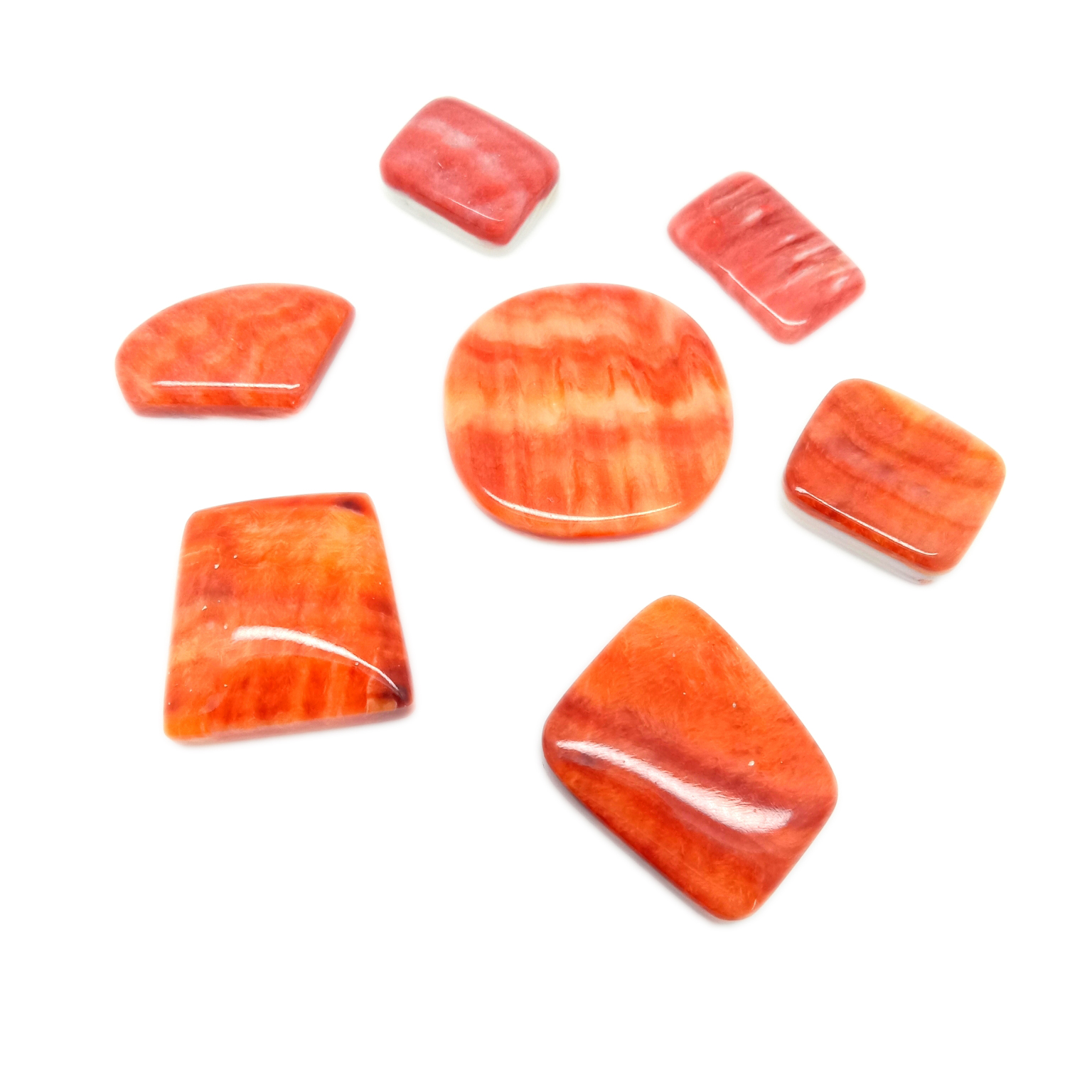 Spiny Oyster alami saka Meksiko Punggung asring diantrekake supaya warata 14