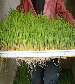 Cameroon hydroponic tray