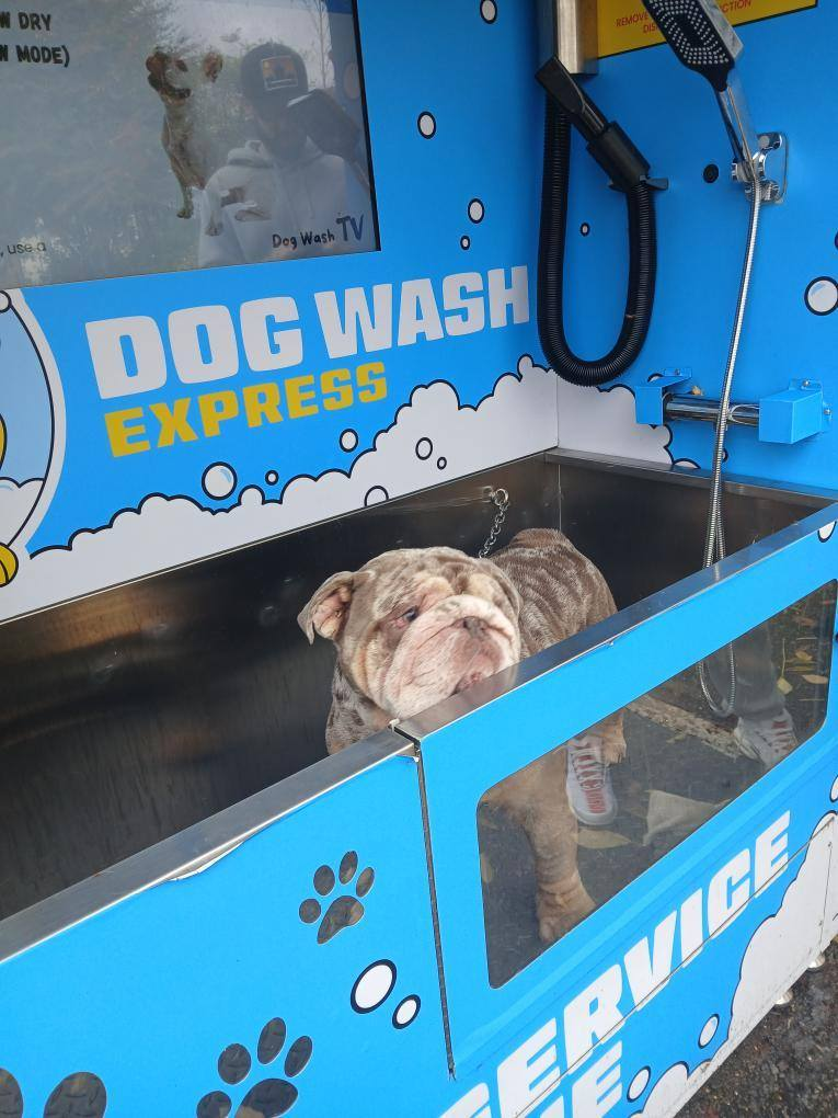 Planning to Open a Pet Store? WEIMI Has the Perfect Solution for You! 4