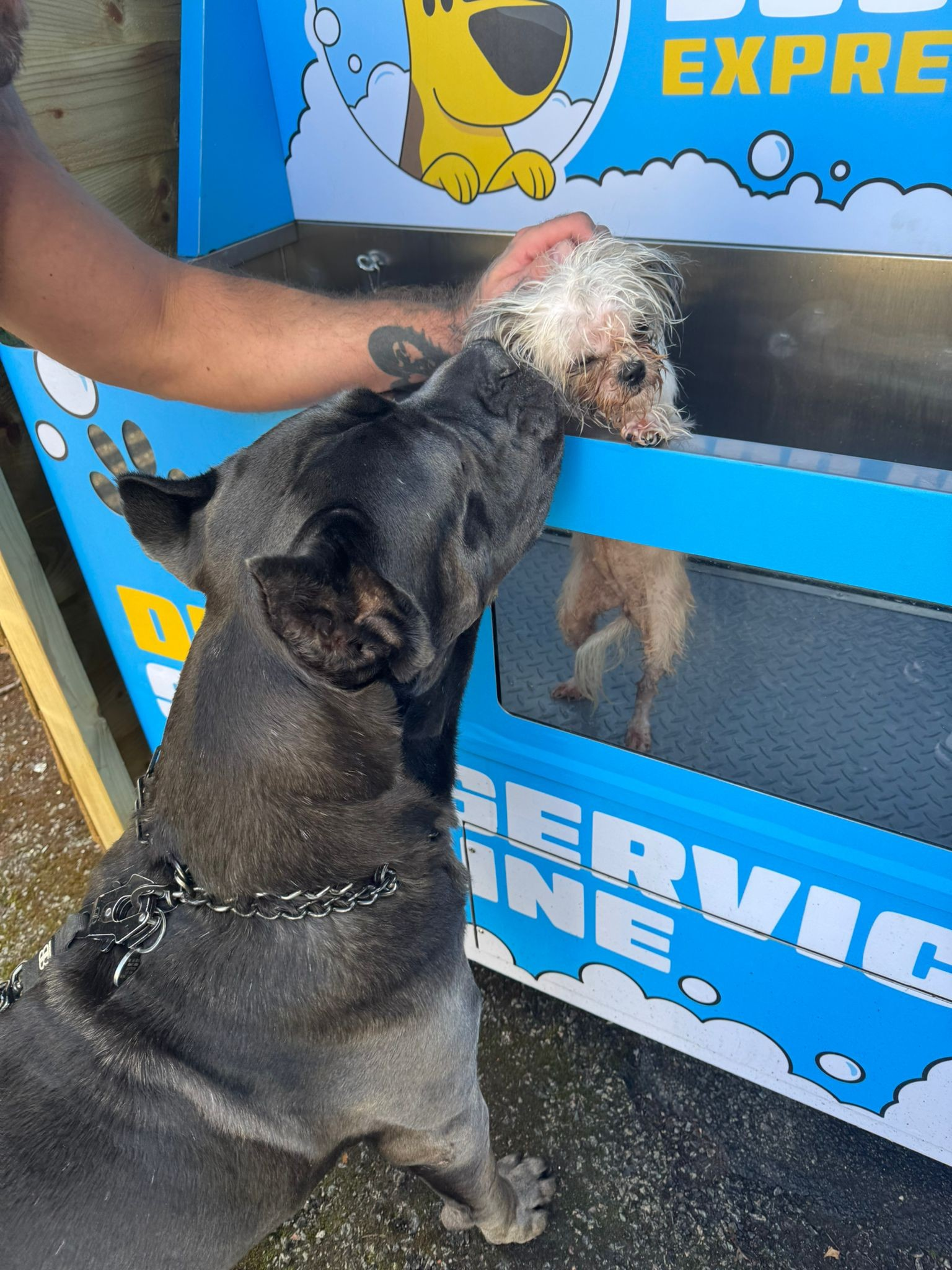 Planning to Open a Pet Store? WEIMI Has the Perfect Solution for You! 5