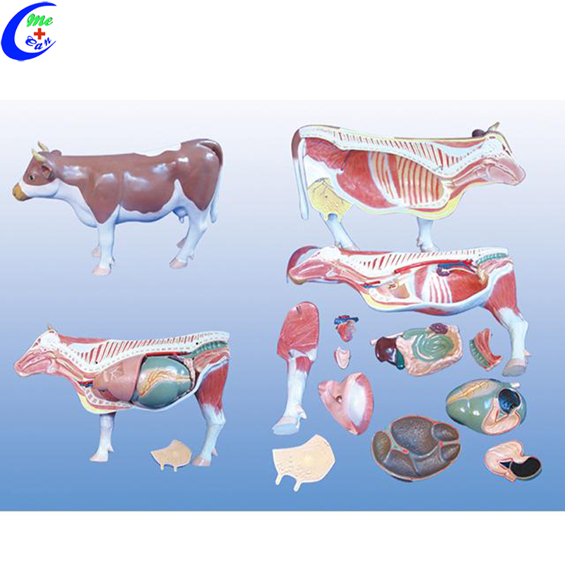Plastic Cow Anatomical Model | MeCan