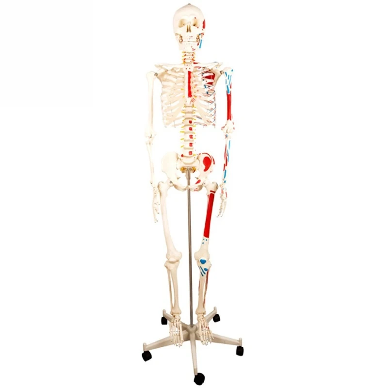 INNORKOM | Modelo de anatomia de esqueleto humano em tamanho real de 180 cm com modelo de músculo pintado de meio lado para educação médica 1