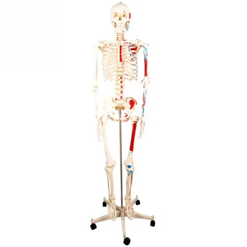 Discover the Versatility of Full-Size Human Skeleton Models for Various Applications 1