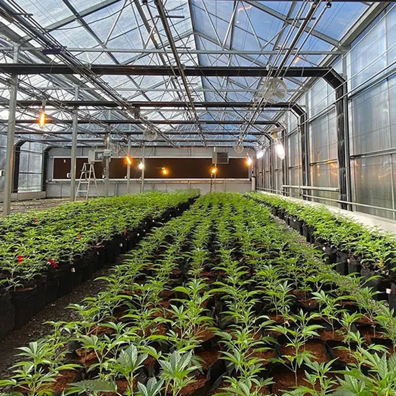 Automated Light Deprivation System by Skyplant-1 4