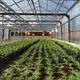 Automated Light Deprivation System by Skyplant-1 4