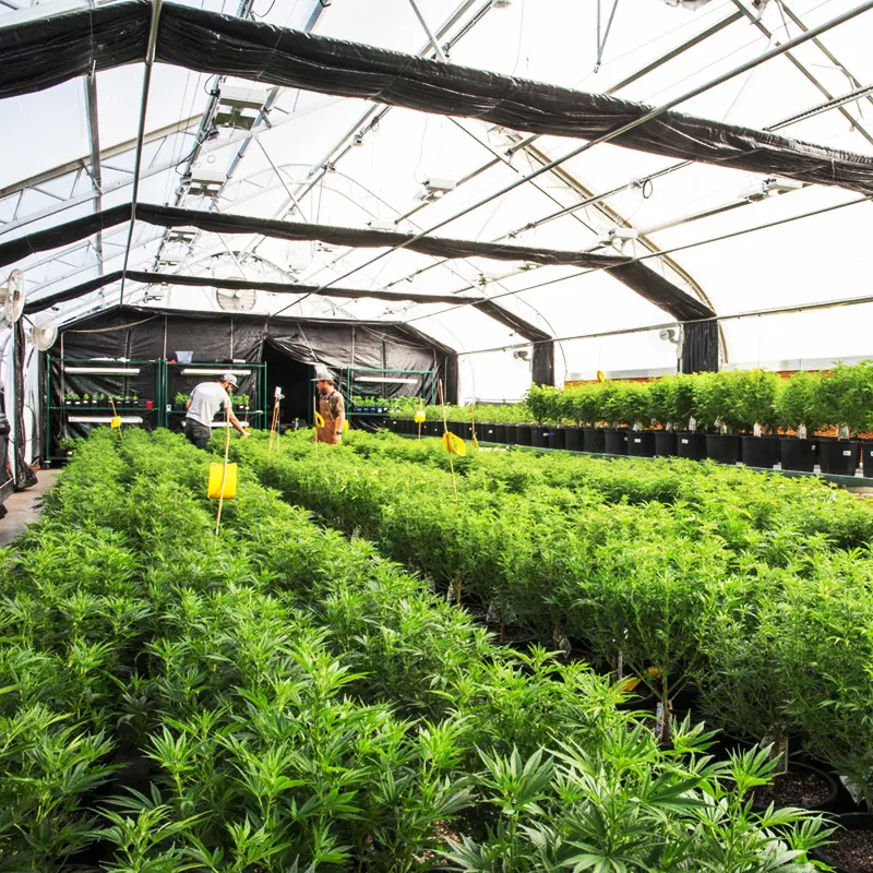 Automated Light Deprivation System by Skyplant-1 5