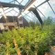 Automated Light Deprivation System by Skyplant-1 6
