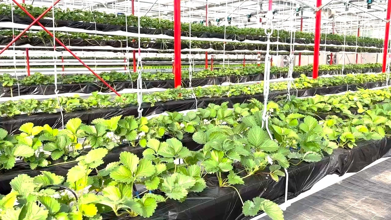 Dutch Bucket Hydroponics System for tomato greenhouse 1
