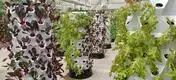 Hydroponic Growth Solution by Skyplant-1 5