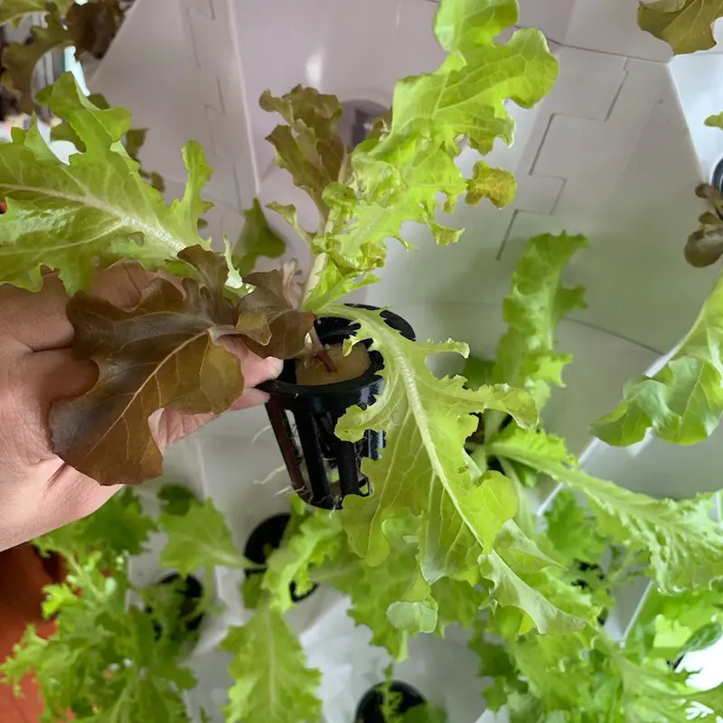 Hydroponic Growth Systems by Skyplant 5