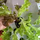 Hydroponic Growth Systems by Skyplant 5