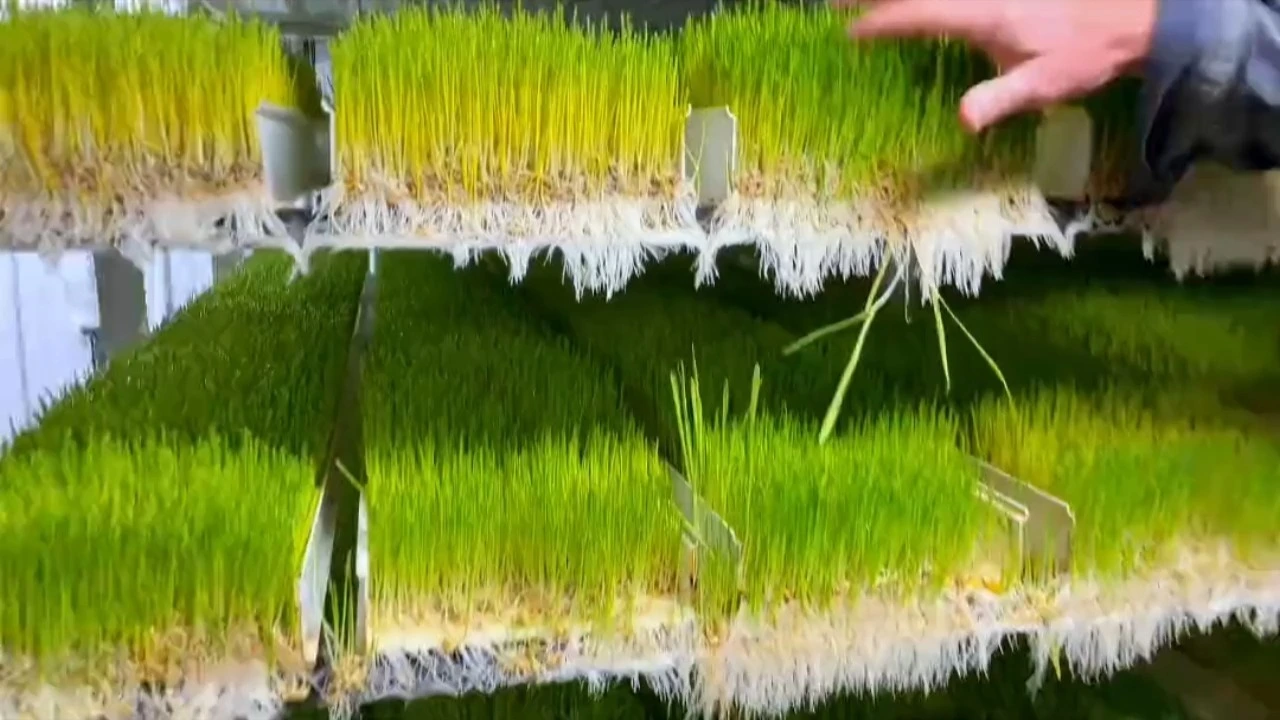 Fully automated factory forage system 1