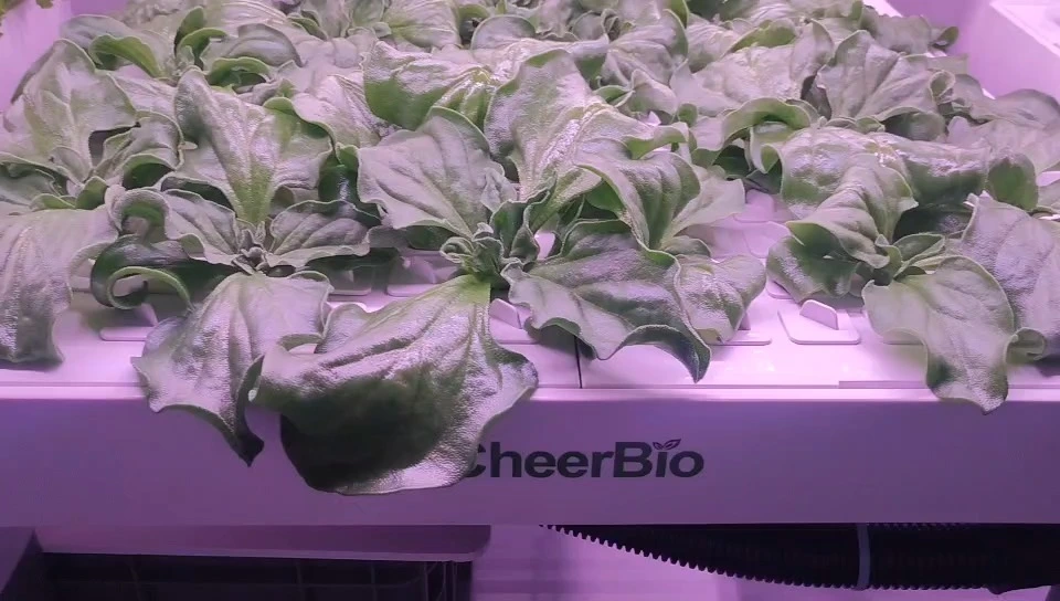 Oxygen garden,Vegetable planter 1