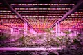 Best Portable Ac for Grow Room by Skyplant 11