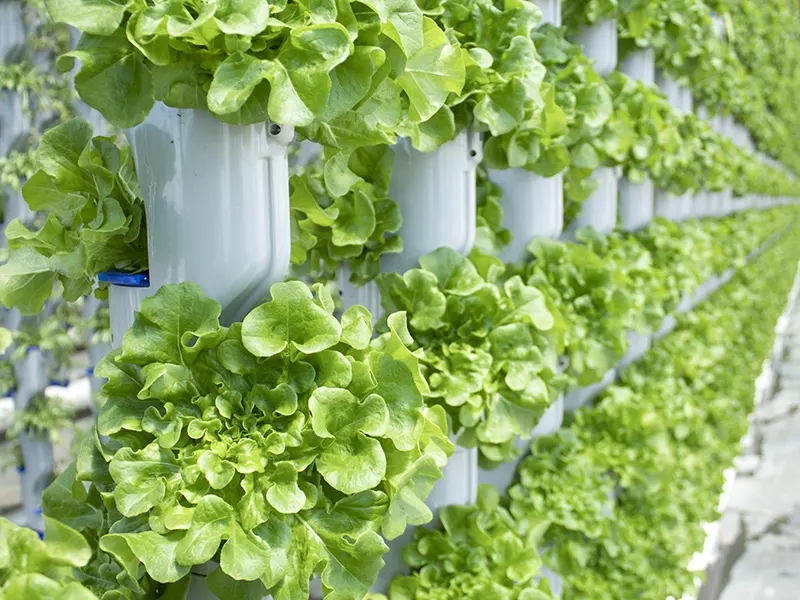 Environmental Controller for Grow Tent by Skyplant 7