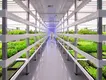Environmental Controller for Grow Tent by Skyplant 6