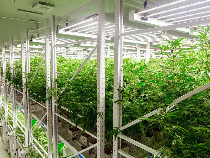 Environmental Controller for Grow Tent by Skyplant 5