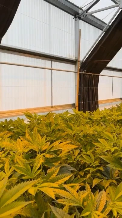 Grow Medical Plant Green House Light Deprivation Greenhouse Automatic 100% Pc Sheet Blackout Greenhouse For Hemp 1
