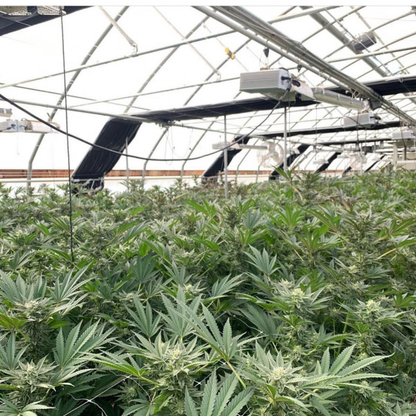 Advantages to Establishing Cannabis Greenhouses in the United States ...