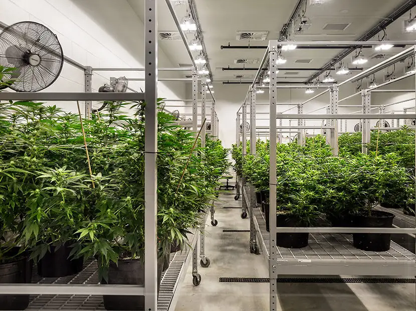 Vertical Grow Racks Cost by Skyplant 8