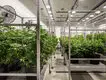 Vertical Grow Racks Cost by Skyplant 8