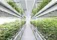 Vertical Grow Racks Cost by Skyplant 7