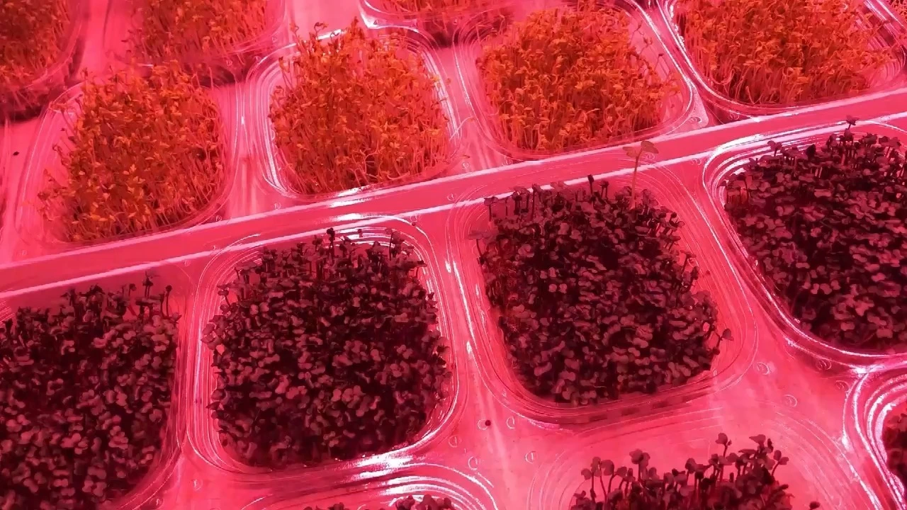 Commercial Microgreen Growing Racks: High-Efficiency Systems for EU & Middle East Markets 1