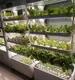 Vertical Indoor Growing System 770x 400 X 1700mm - - Oone 4