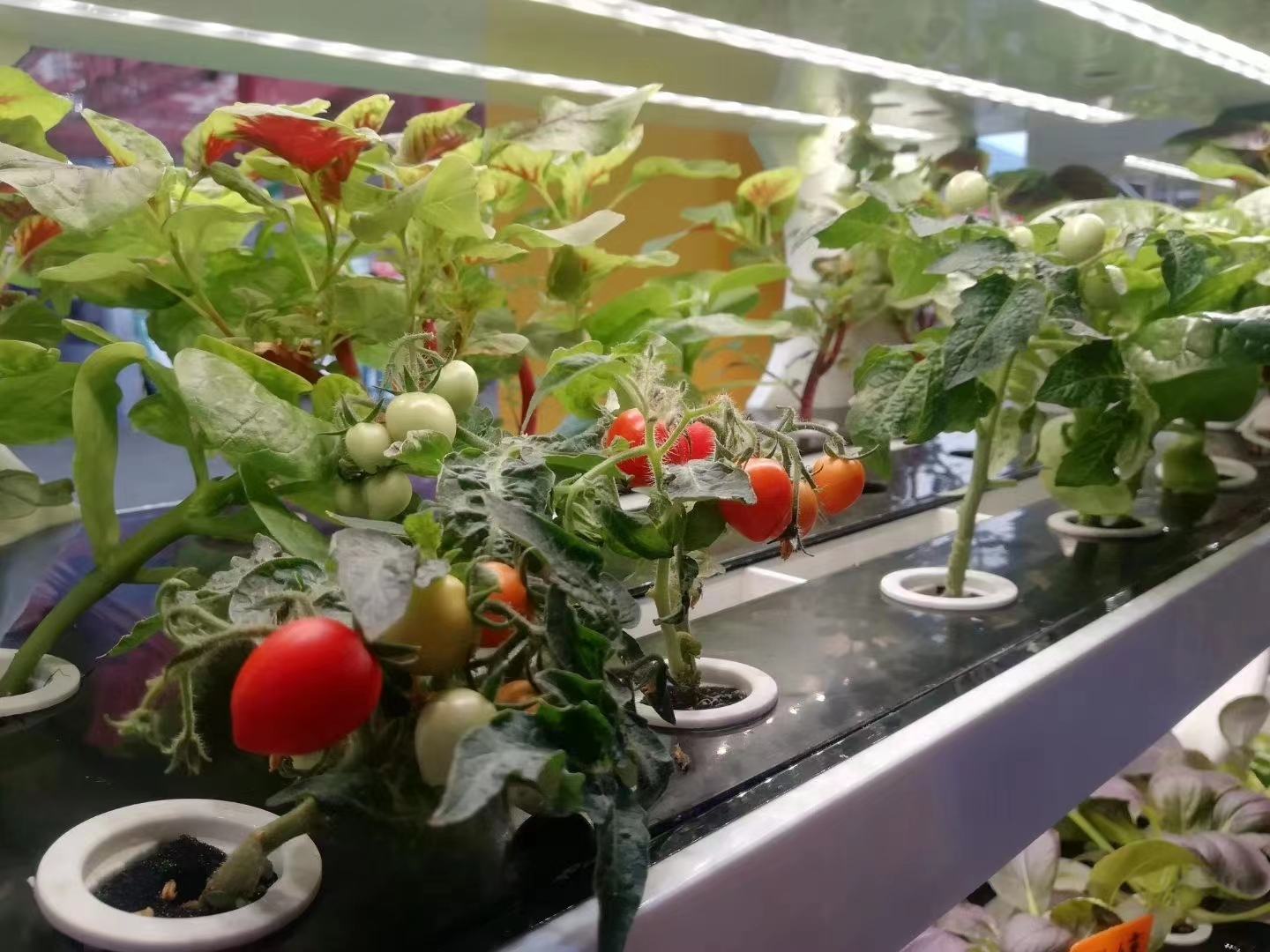 Intelligent Hydroponic Planter S - - Oone 6
