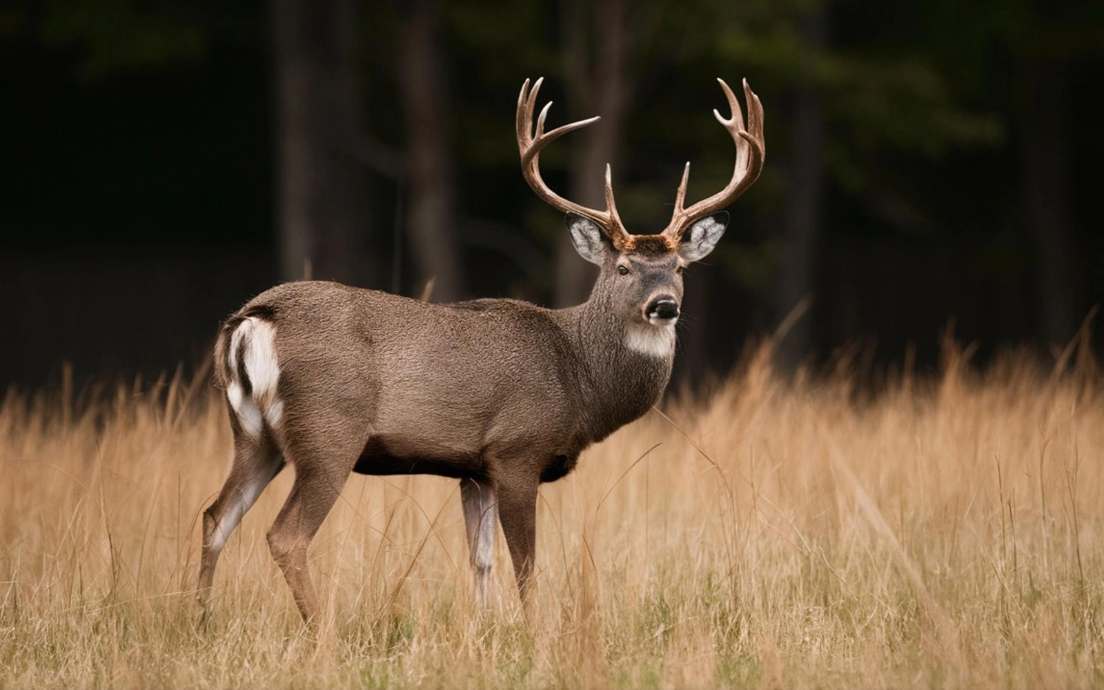 Wearing camo accessories for early autumn deer hunting in Maine 2