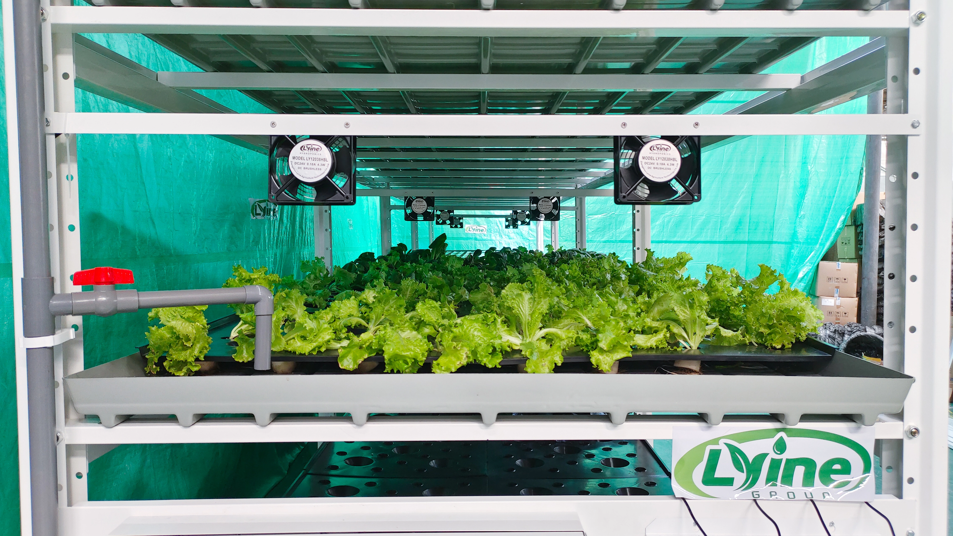 Smart Lettuce Farming System – Fully Automated for Greenhouses & Vertical Farm 1