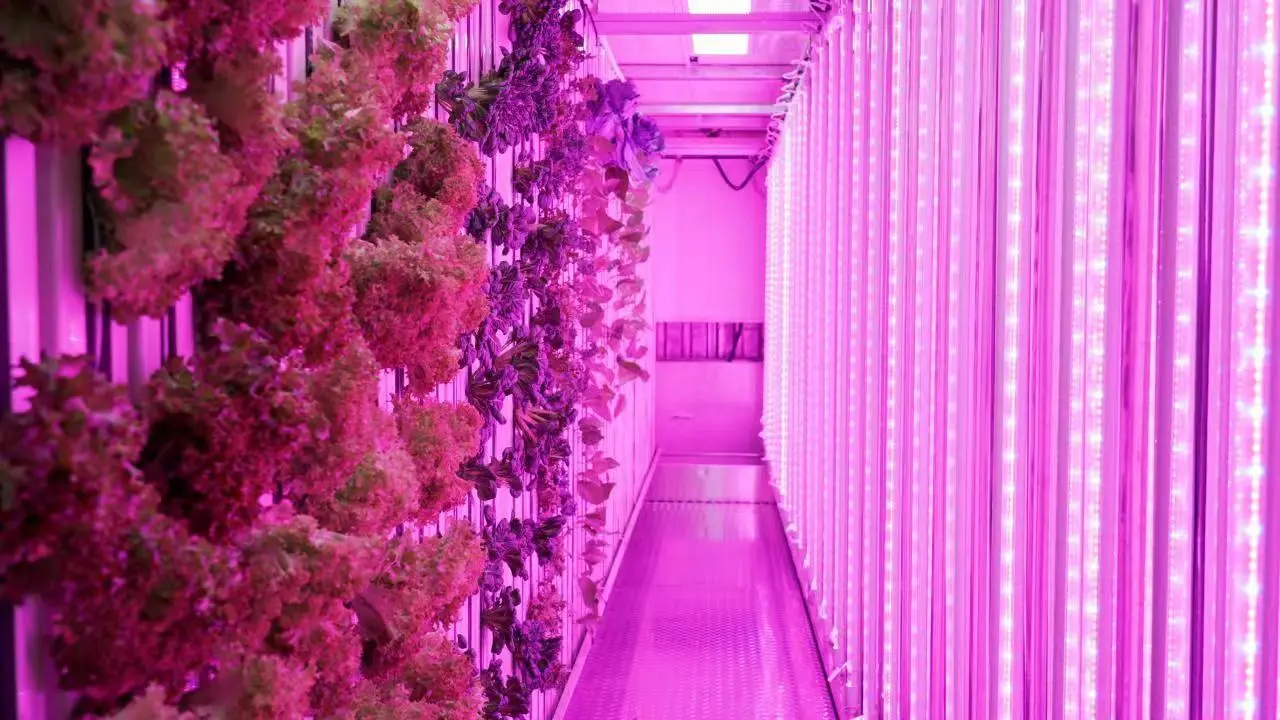 Lyine Hydroponic ZIP container farming 1