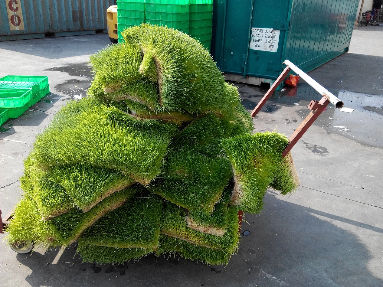 Cultivo hidropónico en contenedores de forraje - Lyine, image size:1266x949