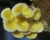 Pilzcontainerfarm CE/ROHS/SASO/IP68/Patent - - Lyine 7