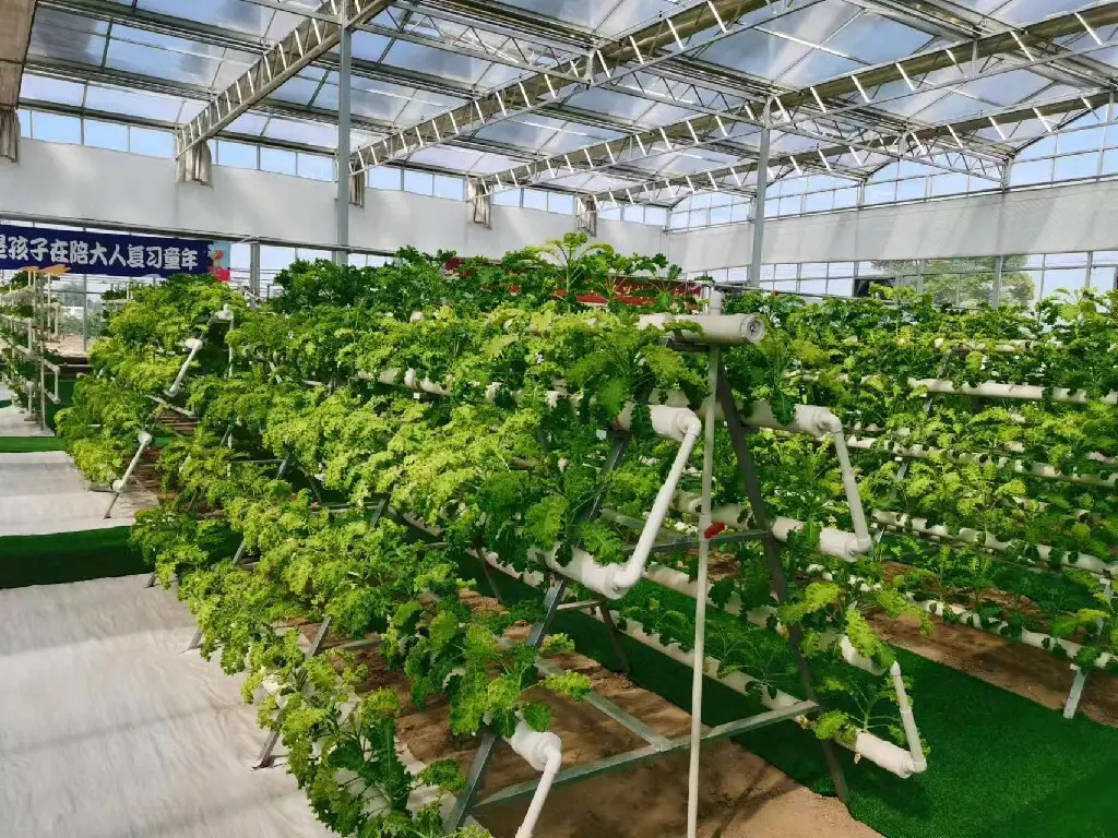 Twin Wall Greenhouse Negotiate by Jianda Greenhouse 3