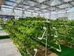 Twin Wall Greenhouse Negotiate by Jianda Greenhouse 3
