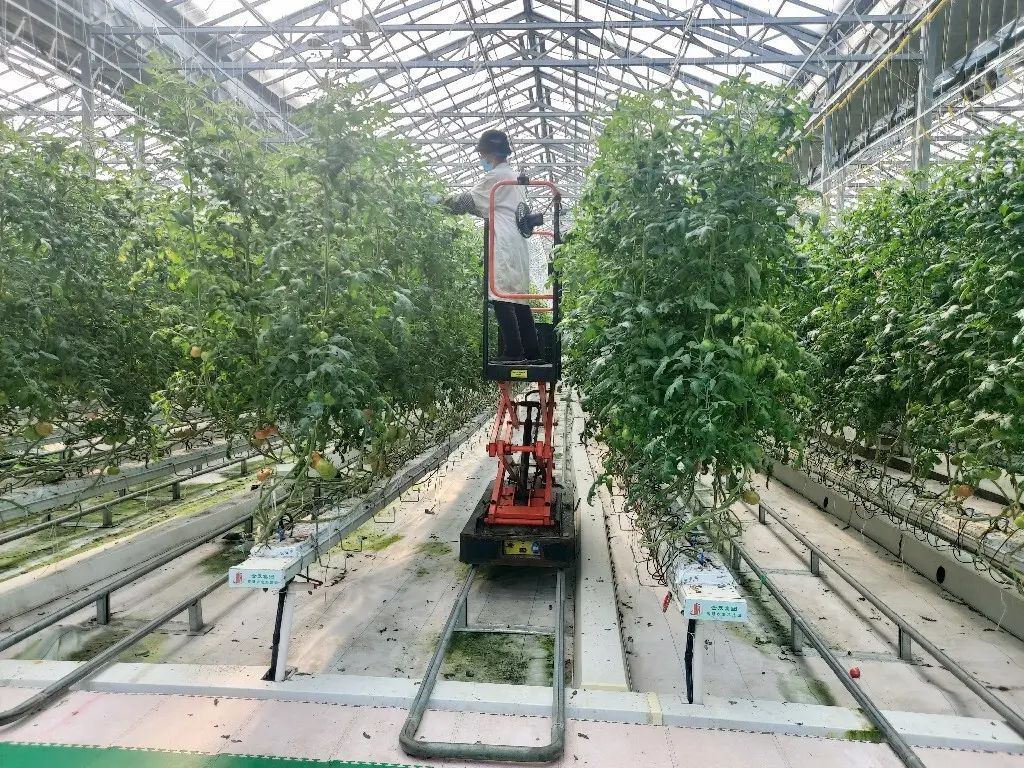 Twin Wall Greenhouse Negotiate by Jianda Greenhouse 4