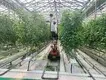 Twin Wall Greenhouse Negotiate by Jianda Greenhouse 4