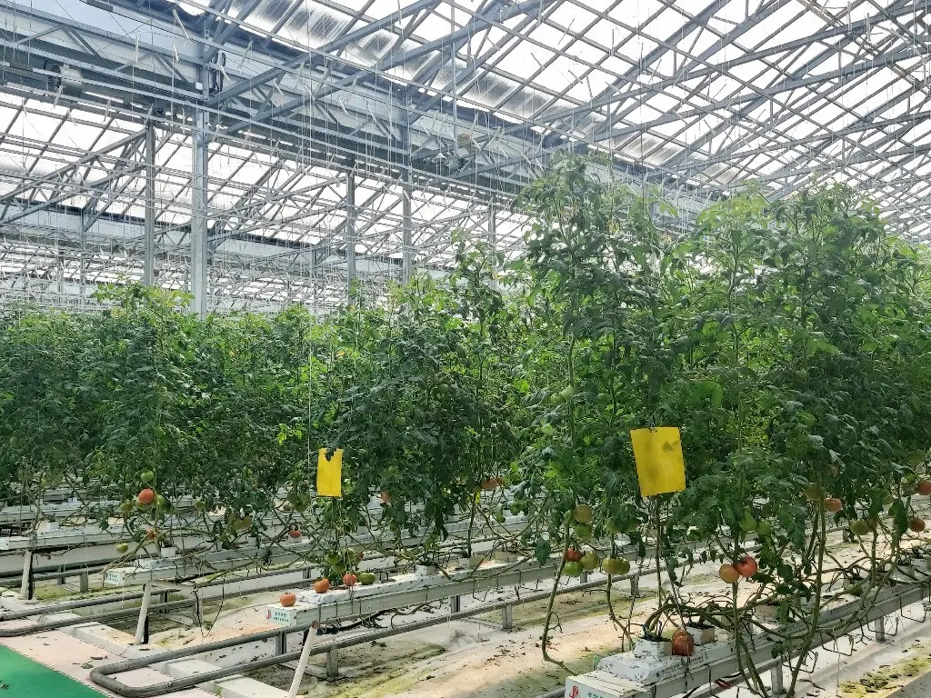 Twin Wall Greenhouse Negotiate by Jianda Greenhouse 5