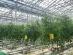 Twin Wall Greenhouse Negotiate by Jianda Greenhouse 5