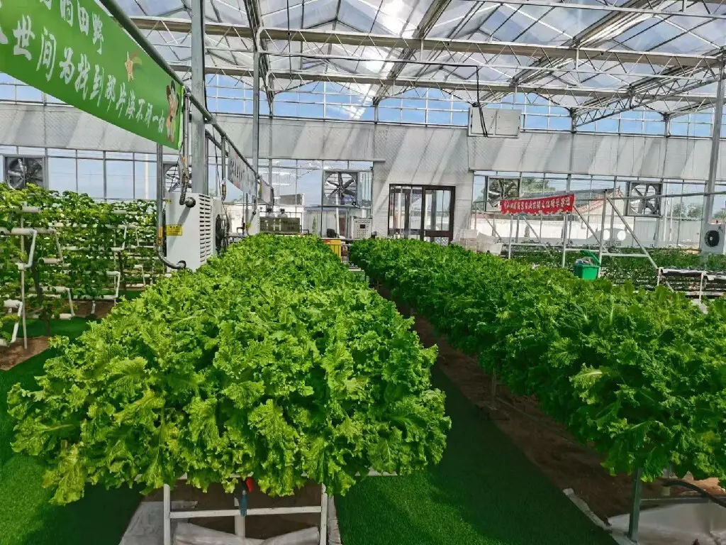 Twin Wall Greenhouse Negotiate by Jianda Greenhouse 6