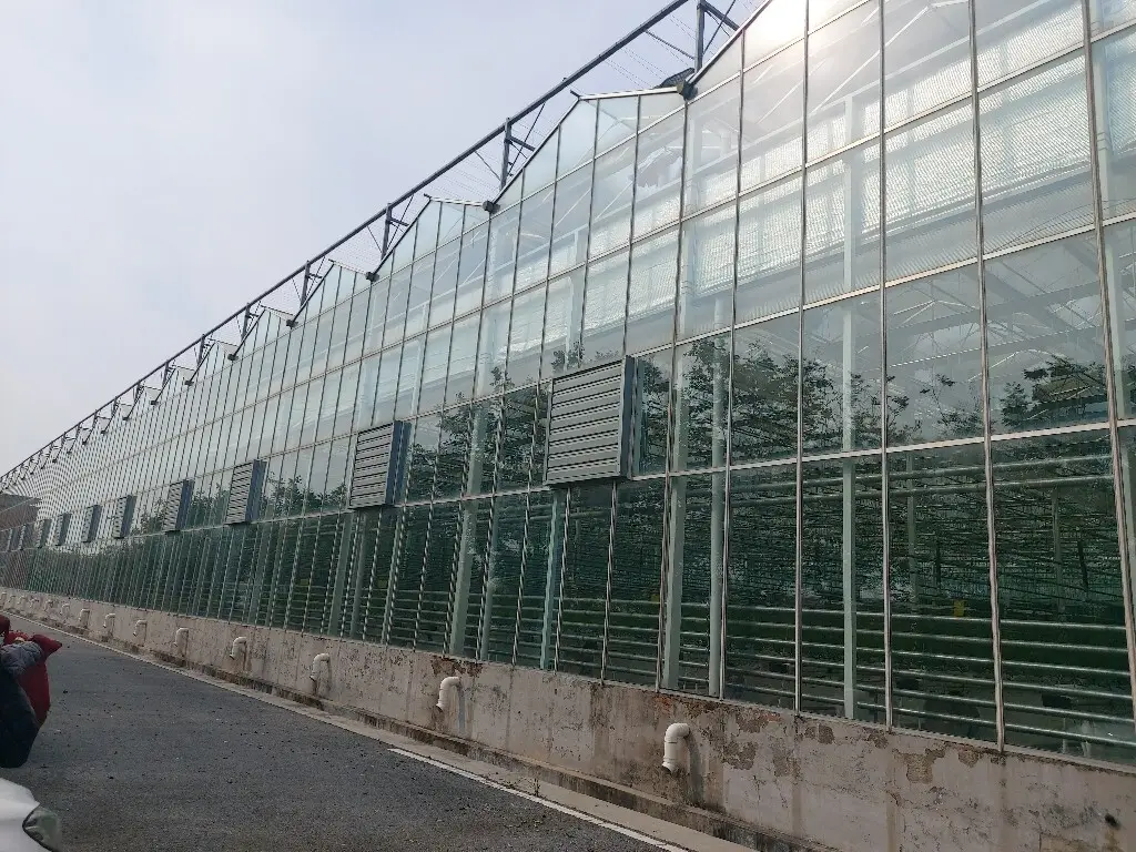Greenhouses for Sale Cash - - Jianda Greenhouse 3