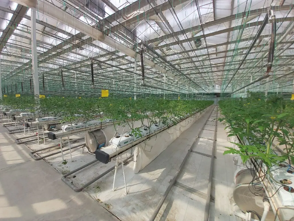 Greenhouses for Sale Cash - - Jianda Greenhouse 4