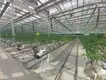 Greenhouses for Sale Cash - - Jianda Greenhouse 4