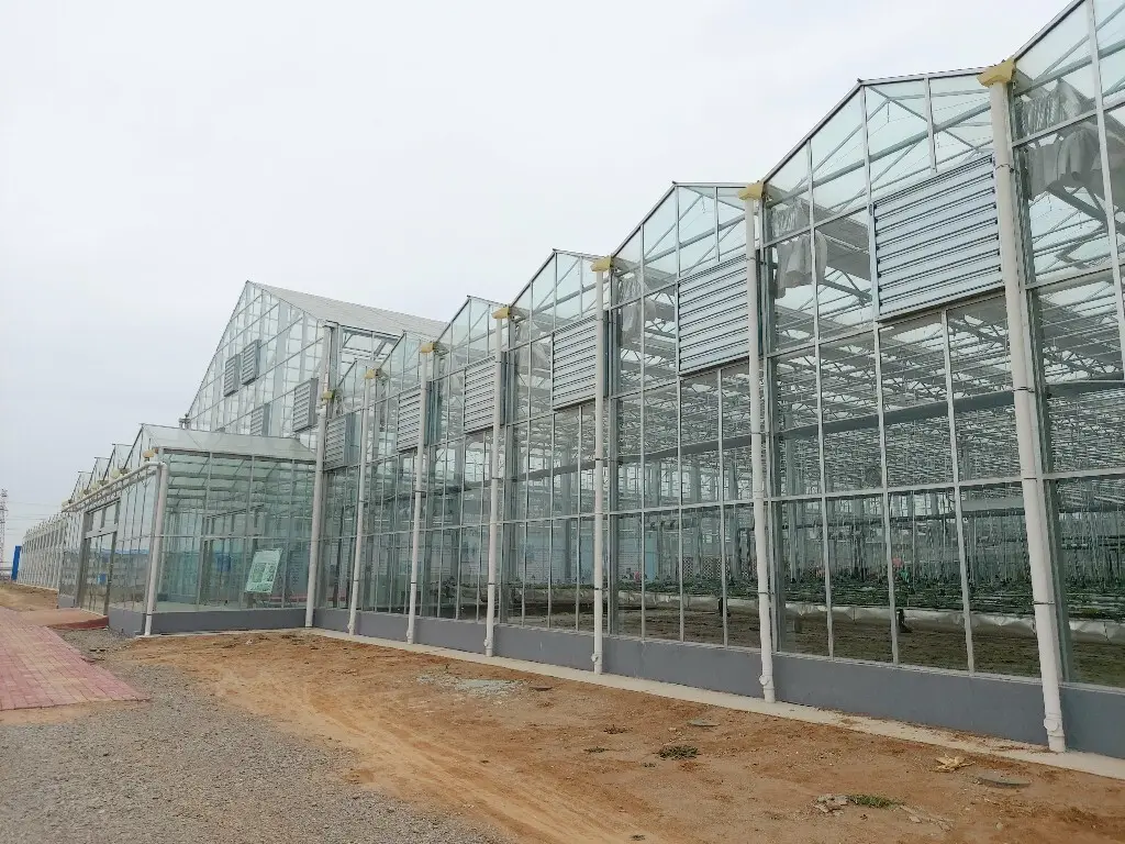 Greenhouses for Sale Cash - - Jianda Greenhouse 6