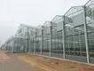 Greenhouses for Sale Cash - - Jianda Greenhouse 6