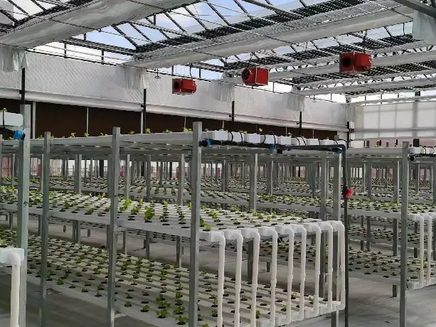 Venlo Greenhouse Structure QINGDAO - - Jianda Greenhouse 4