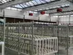 Venlo Greenhouse Structure QINGDAO - - Jianda Greenhouse 4